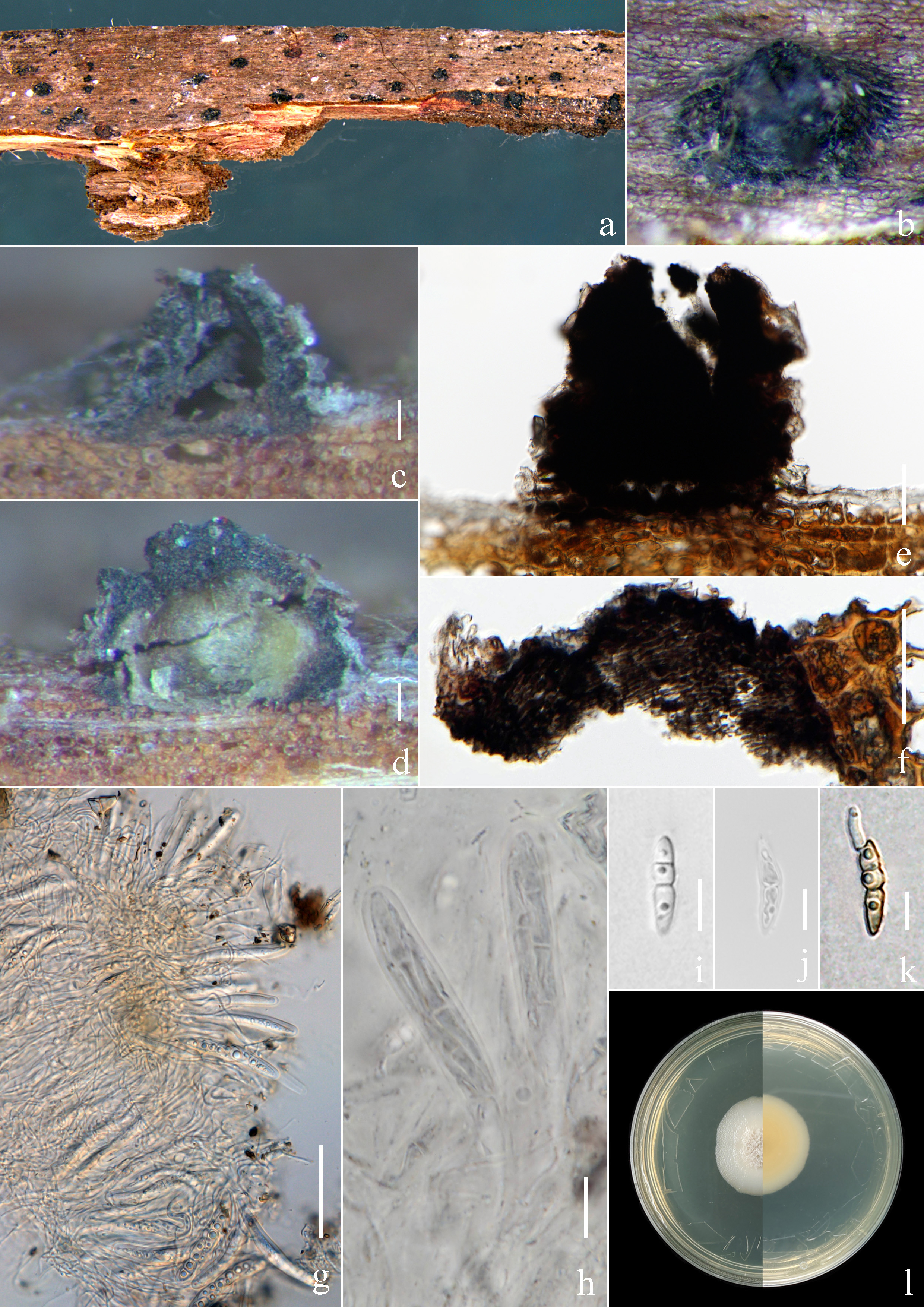 Figure 21